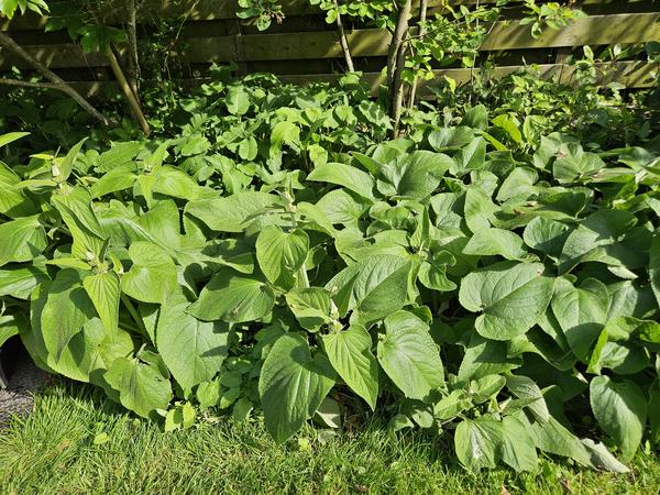 Phlomis russeliana - ↕10-25cm - Ø9cm - 12x  BotanicBridge