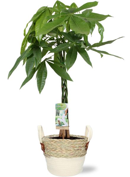 Pachira Aquatica - Ø21cm - ↕90cm + Lily Pot D23x20cm - Wit  BotanicBridge