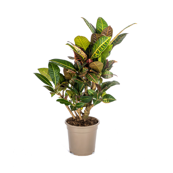 Codiaeum 'Croton' Petra Ø21cm - ↕70-80cm  BotanicBridge