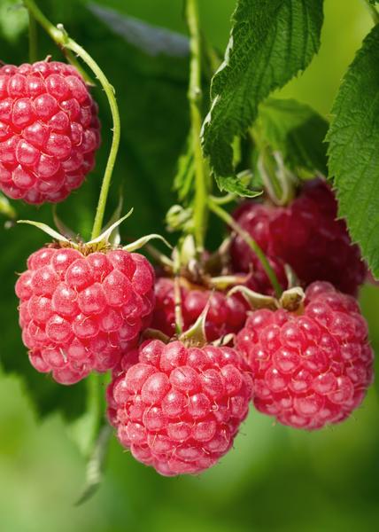 Rubus idaeus 'Malling Promise' - Framboos - Ø13cm - ↕45cm  BotanicBridge