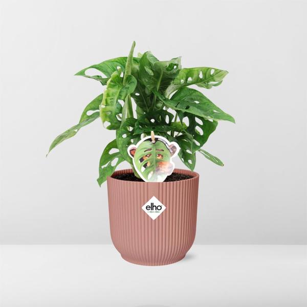 Monstera ‘Monkey Leaf’ in ELHO Vibes Fold 14cm roze  BotanicBridge