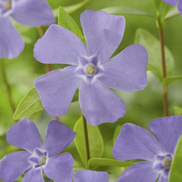 Vinca minor - ↕10-25cm - Ø9cm - 40x  BotanicBridge