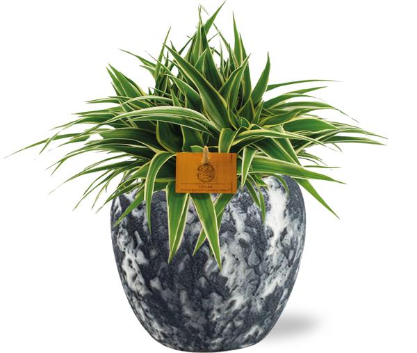 Chlorophytum Ocean - Ø15cm - ↕25cm + Doug Pot D16x14cm - Zwart Wit  BotanicBridge