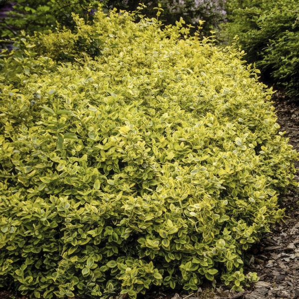 Euonymus fort. 'Emerald 'n Gold’ - ↕10-25cm - Ø9cm - 20x  BotanicBridge