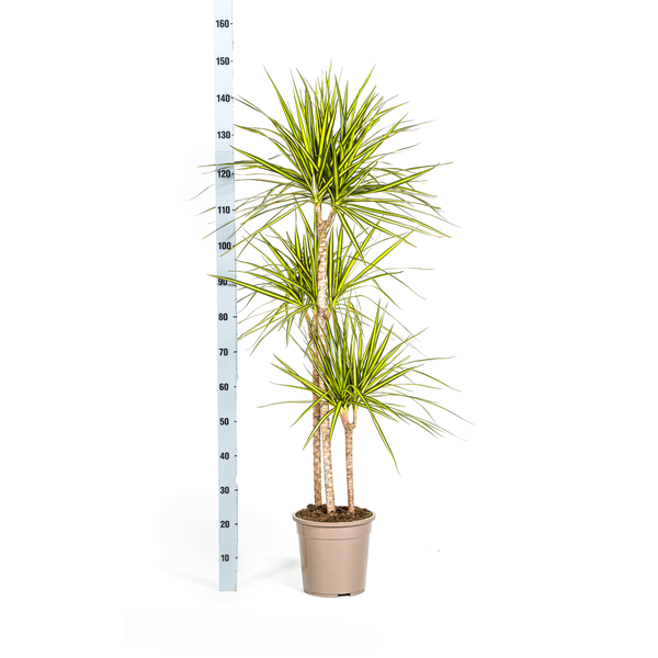 Dracaena Marginata Sunray Ø24cm - ↕140cm  BotanicBridge