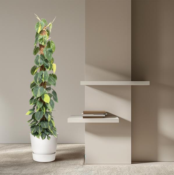 Philodendron Scandens Brasil mosstok - 150 cm - ø27  BotanicBridge