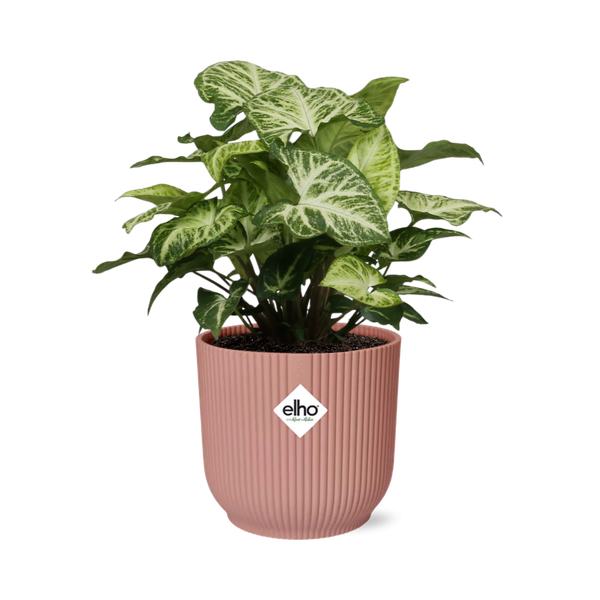 Syngonium Arrow in ELHO Vibes Fold 14cm roze  BotanicBridge