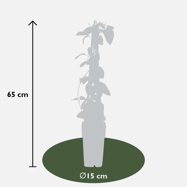 Lonicera japonica 'Halliana' - Ø15cm - ↕65cm  BotanicBridge