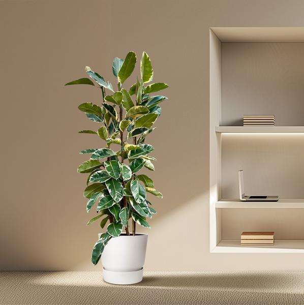 Ficus Elastica Tineke struik - 225cm - ø40  BotanicBridge