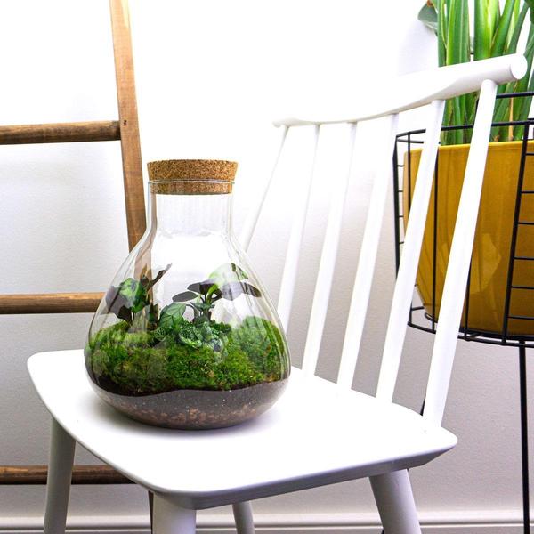 DIY terrarium – Sammie – ↕ 27 cm  BotanicBridge