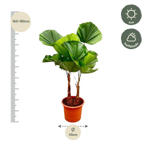 Licuala Grandis Dubbele stam - 170cm - ø45  BotanicBridge