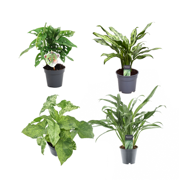 Groen mix 4 planten - Monstera obliqua 'Monkey Leaf' - 25 cm - ø12 - Aglaonema Juliette - 40 cm - ø12 - Syngonium Mottled - 25 cm - ø12 - Aglaonema Cutlass - 40 cm - ø12  BotanicBridge