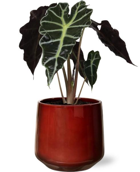 Alocasia Amazonica Polly - Ø12cm - ↕30cm + Puglia Pot D13/14,5x13,5cm - Rood  BotanicBridge