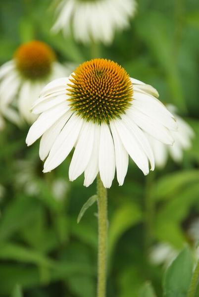 Echinacea p. 'White Swan' - ↕10-25cm - Ø9cm - 12x  BotanicBridge