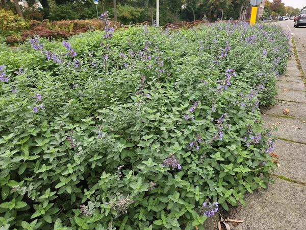 Nepeta 'Walker's Low' - ↕10-25cm - Ø9cm - 40x  BotanicBridge