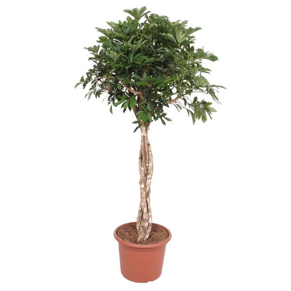 Schefflera Arboricola Compacta gevlochten stam - 180 cm - ø45  BotanicBridge