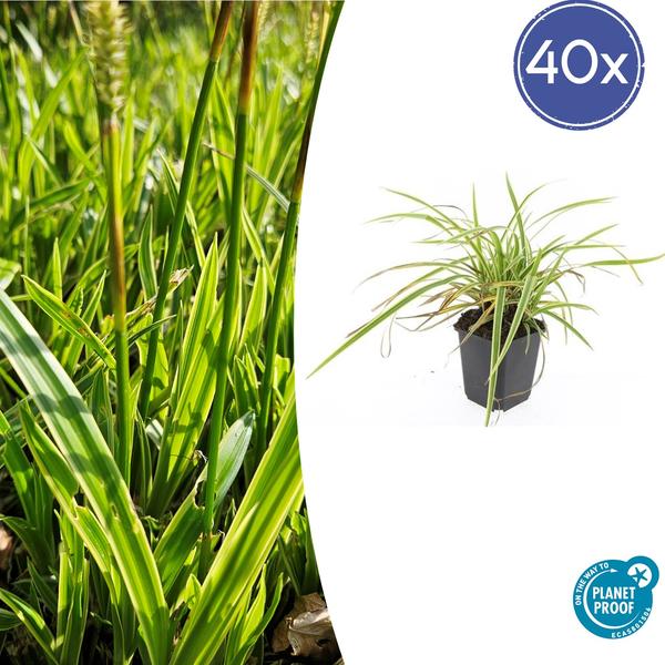 Carex morrowii 'Aureovariegata'  - ↕10-25cm - Ø9cm - 40x  BotanicBridge