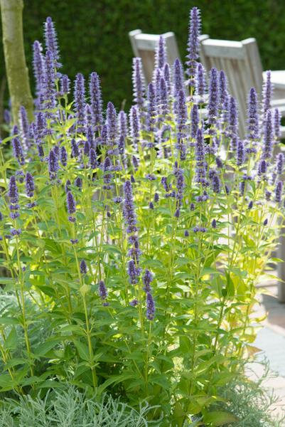 Agastache 'Black Adder' - ↕10-25cm - Ø9cm - 12x  BotanicBridge