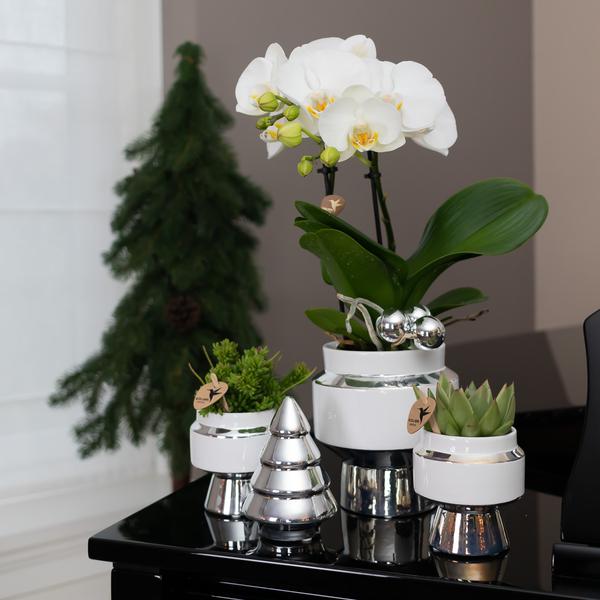 Kolibri Home | Le Chic bloempot - Witte keramieken sierpot met zilveren details - Ø6cm  BotanicBridge