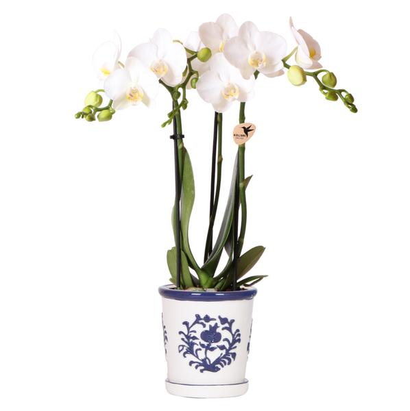 Kolibri Orchids | witte orchidee Amabilis + Malaga sierpot blauw - potmaat Ø9cm | bloeiende kamerplant - vers van de kweker  BotanicBridge