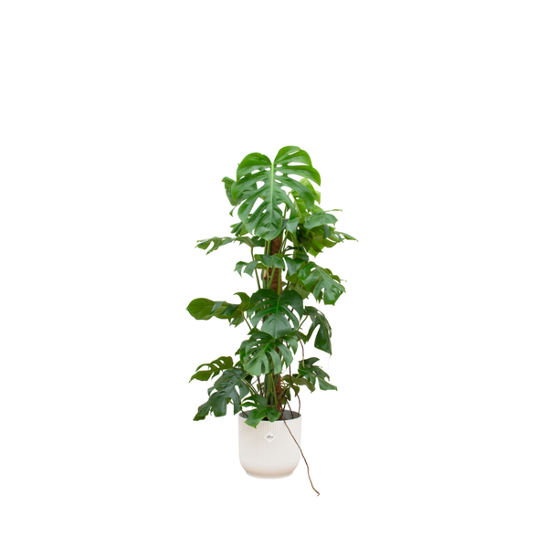 Combi deal - Monstera Pertusum XL inclusief elho Vibes Fold Round wit Ø30 - 120 cm  BotanicBridge