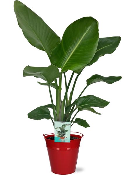 Strelitzia Nicolai - Ø19cm - ↕90cm + Emmer D20x18,5cm - Rood  BotanicBridge