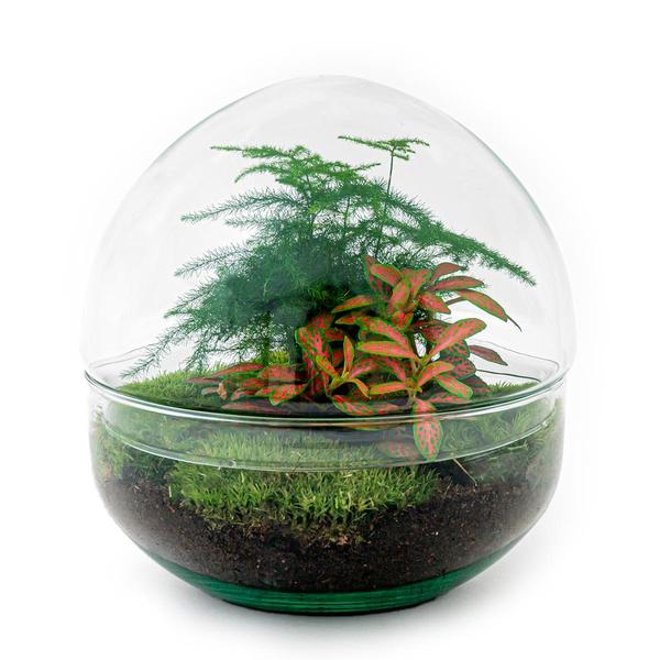 DIY terrarium - Dome Red - ↕ 20 cm - Normal  BotanicBridge