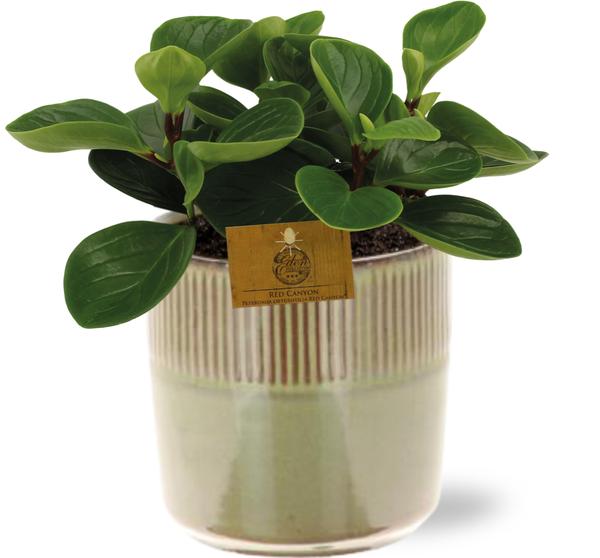 Peperomia Red Canyon - Ø15cm - ↕25cm + Terni Pot D16,5x15cm - Groen  BotanicBridge