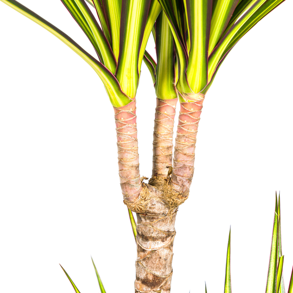 Dracaena Marginata Sunray Ø19cm - ↕80-100cm  BotanicBridge