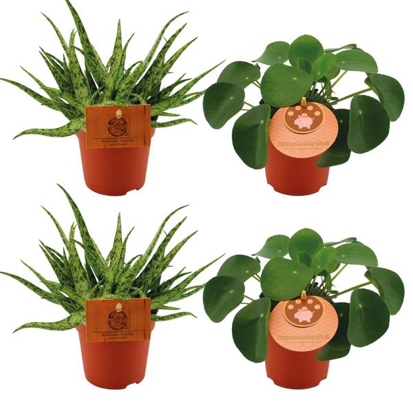 2x Aloe Spider + 2x Pilea Peperomoides - 4 stuks - Ø10.5cm - ↕10cm  BotanicBridge