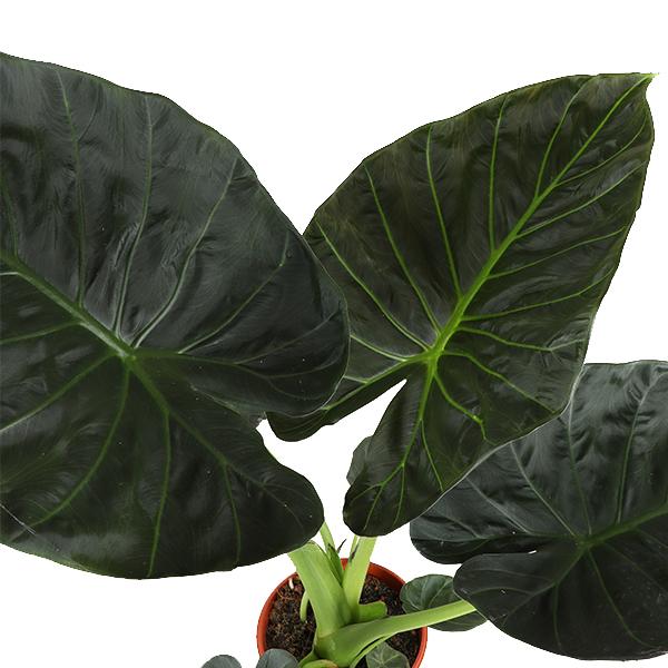 Alocasia Regal Shield Ø21cm - ↕100cm  BotanicBridge