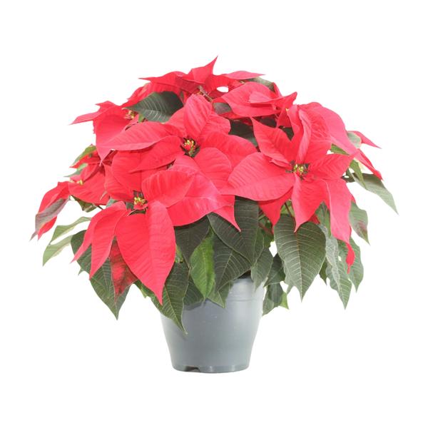 Poinsettia Xmas Feeling (rood) - Ø21cm - ↕50cm  BotanicBridge