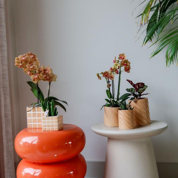 Kolibri Home | Candy sierpot | Hoog - Peach - Ø9cm  BotanicBridge