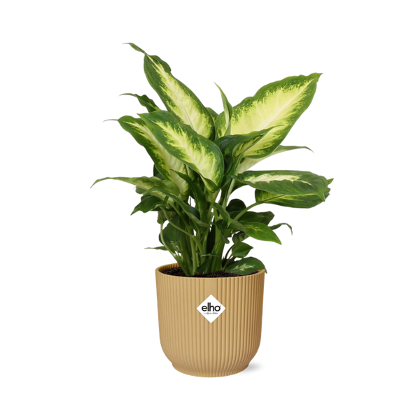 Dieffenbachia ‘Camilla’ in ELHO Vibes Fold 14cm geel  BotanicBridge