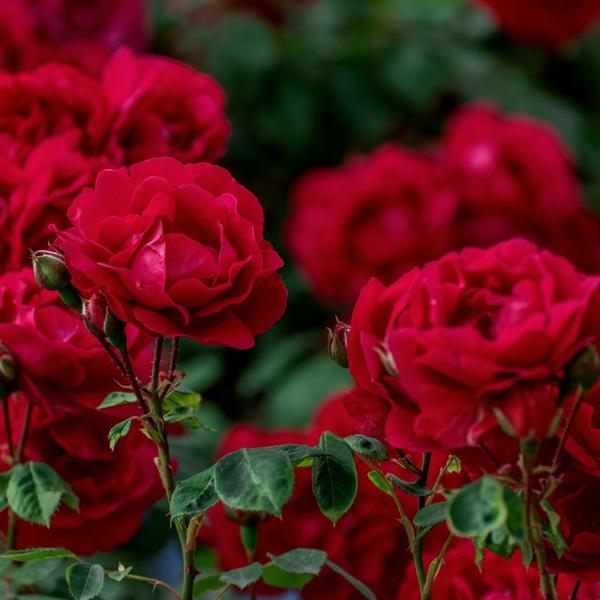 Culvita - Rozengrond 40 liter - potgrond geschikt voor rozen - inclusief RhizoPlus wortelverbeteraar  BotanicBridge