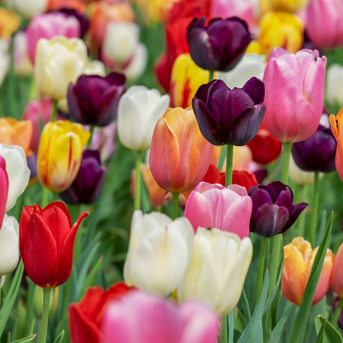 Tulpenbollen mix bundel 15 zakjes  BotanicBridge