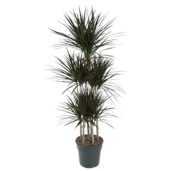 Dracaena Magenta Carrousel - 150cm - ø31  BotanicBridge