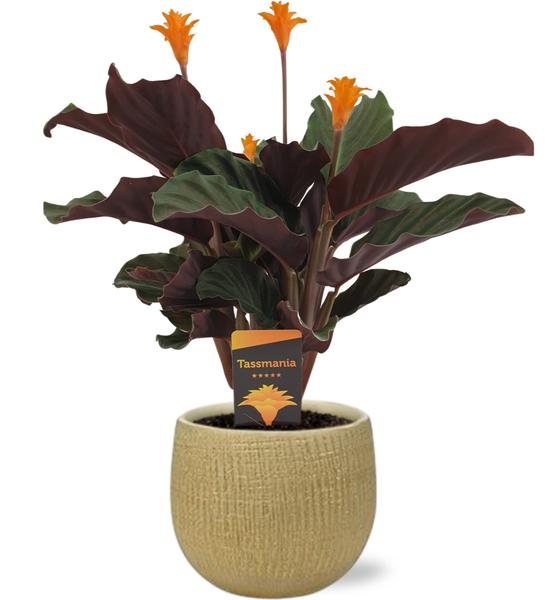 Calathea Crocata - Ø14cm - ↕40cm + Ryan Pot D15x13cm - Goud  BotanicBridge