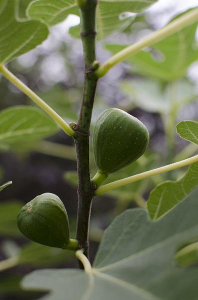 Ficus Gustissimo Perretta - Ø19cm - ↕50cm - Ø13 - ↨45cm  BotanicBridge