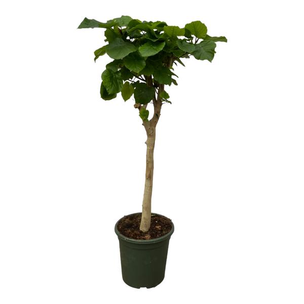 Ficus Umbellata stam - 130 cm - Ø33cm  BotanicBridge