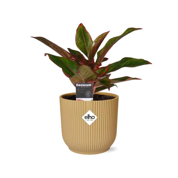 Aglaonema Crete in ELHO Vibes Fold 14cm geel  BotanicBridge