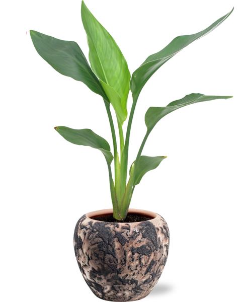 Strelitzia Reginae - Ø12cm - ↕35cm + Doug Pot D14x13cm - Zwart Beige  BotanicBridge