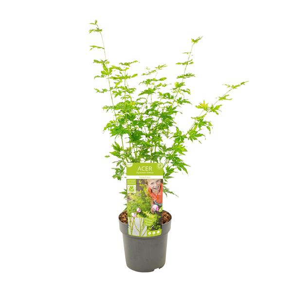 Acer palmatum Going Green - Ø19cm - ↕50cm  BotanicBridge