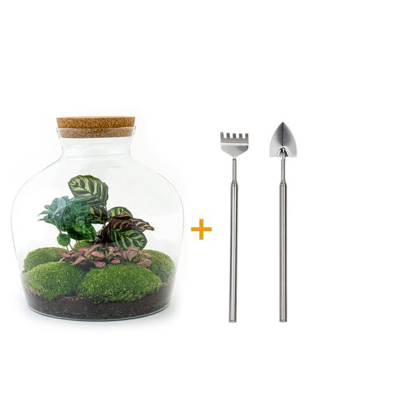 DIY terrarium - Fat Joe Coffea - ↕ 30 cm - Rake + Shovel  BotanicBridge