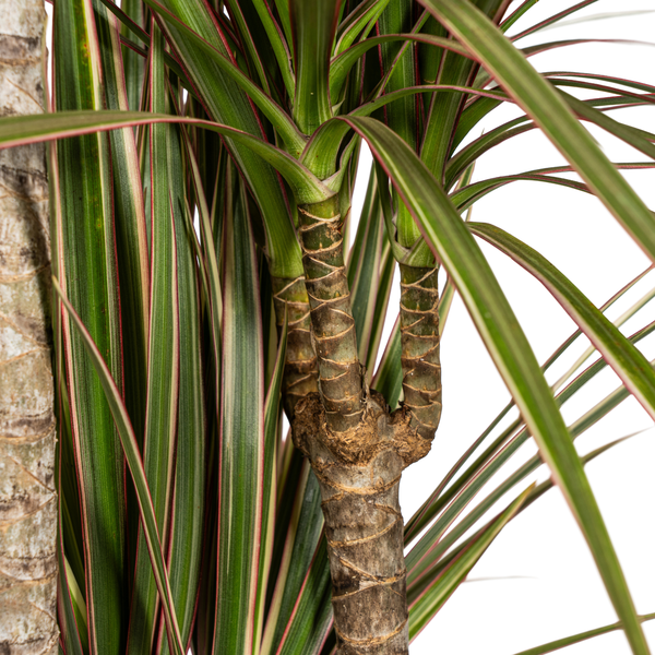 Dracaena Marginata Bicolor Ø21cm - ↕120cm  BotanicBridge