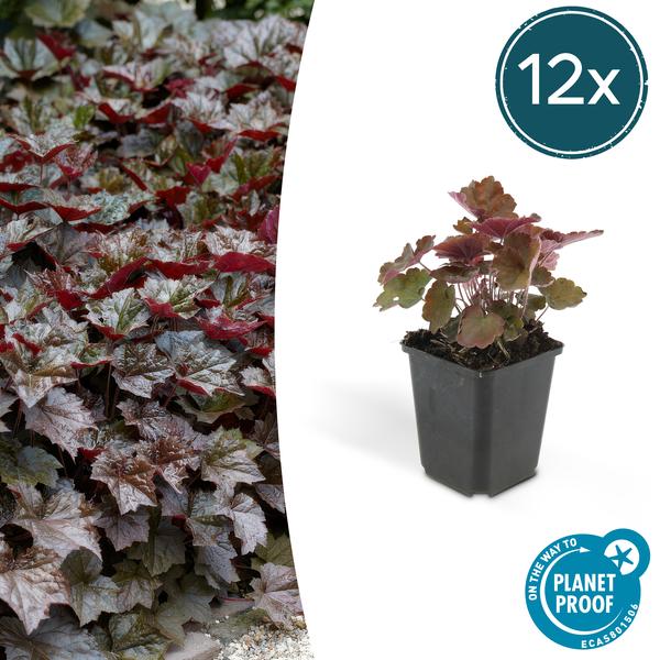 Heuchera mic. 'Palace Purple' - ↕10-25cm - Ø9cm - 12x  BotanicBridge