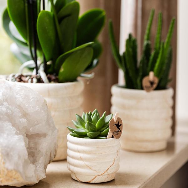 Kolibri Company | Plantenset Slow Living small  | Witte Phalaenopsis Orchidee Lausanne en Succulent incl. keramieken sierpotten op wit organisch dienblad  BotanicBridge