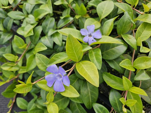 Vinca minor 'La Grave' - ↕10-25cm - Ø9cm - 20x  BotanicBridge