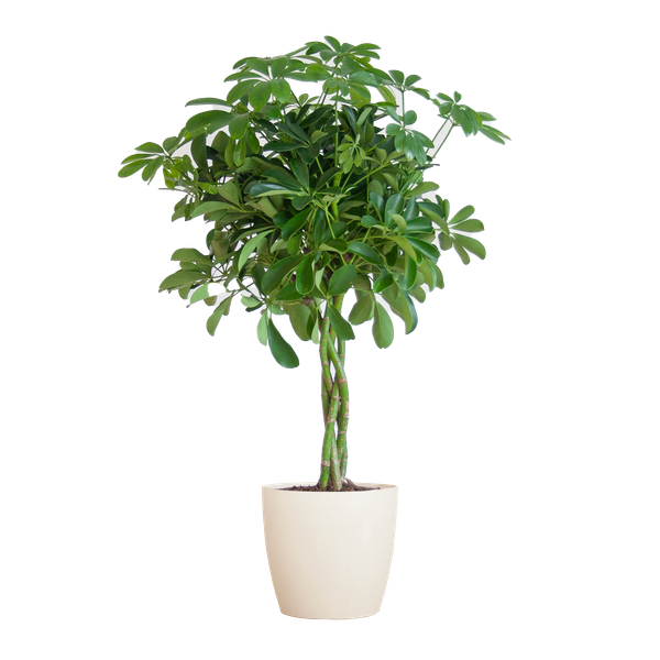 Schefflera Arab Nora met Viber wit  - 70cm - Ø21  BotanicBridge