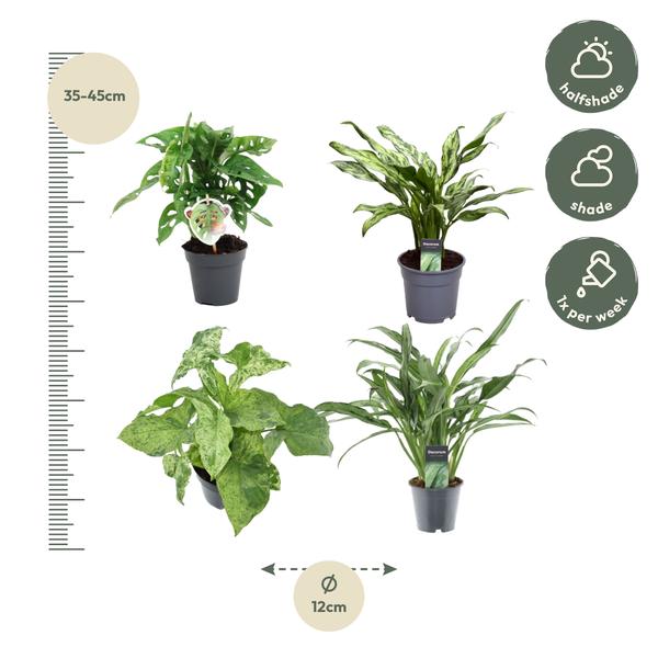 Groen mix 4 planten - Monstera obliqua 'Monkey Leaf' - 25 cm - ø12 - Aglaonema Juliette - 40 cm - ø12 - Syngonium Mottled - 25 cm - ø12 - Aglaonema Cutlass - 40 cm - ø12  BotanicBridge